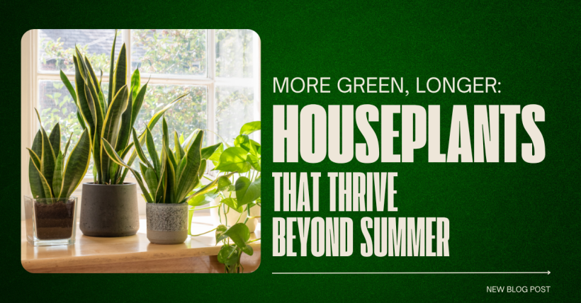 More Green, Longer: Houseplants That Thrive Beyond Summer